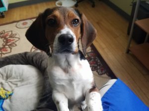 14915167_207537242990950_9011539832230847560_n