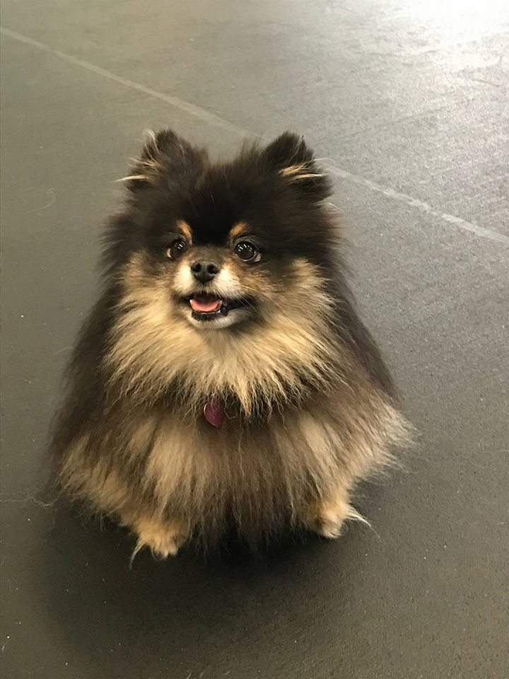 15078783_215052278906113_1321513011677969147_n