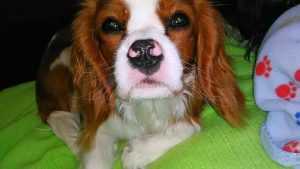 15590338_229811667430174_3998391298942845690_n