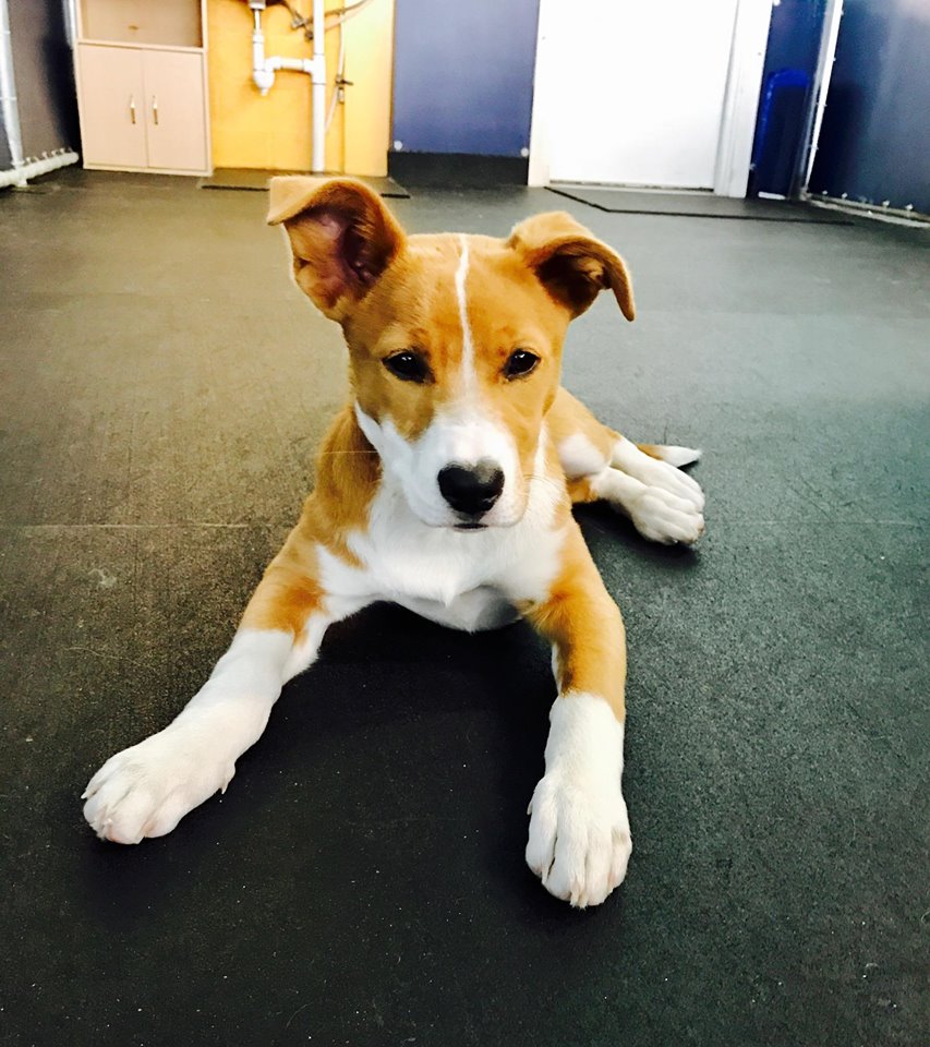 17264820_259662334445107_4215466630177734879_n