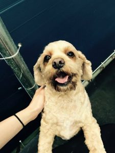 19437434_299523067125700_2282624117287981853_n