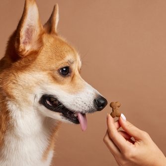 Young,Girl,Training,Pembroke,Welsh,Corgi,,Happy,Dogs,Concept